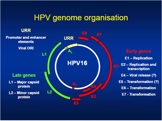 QUE ES EL HPV o VPH HPV - tratamiento del hpv (VPH)